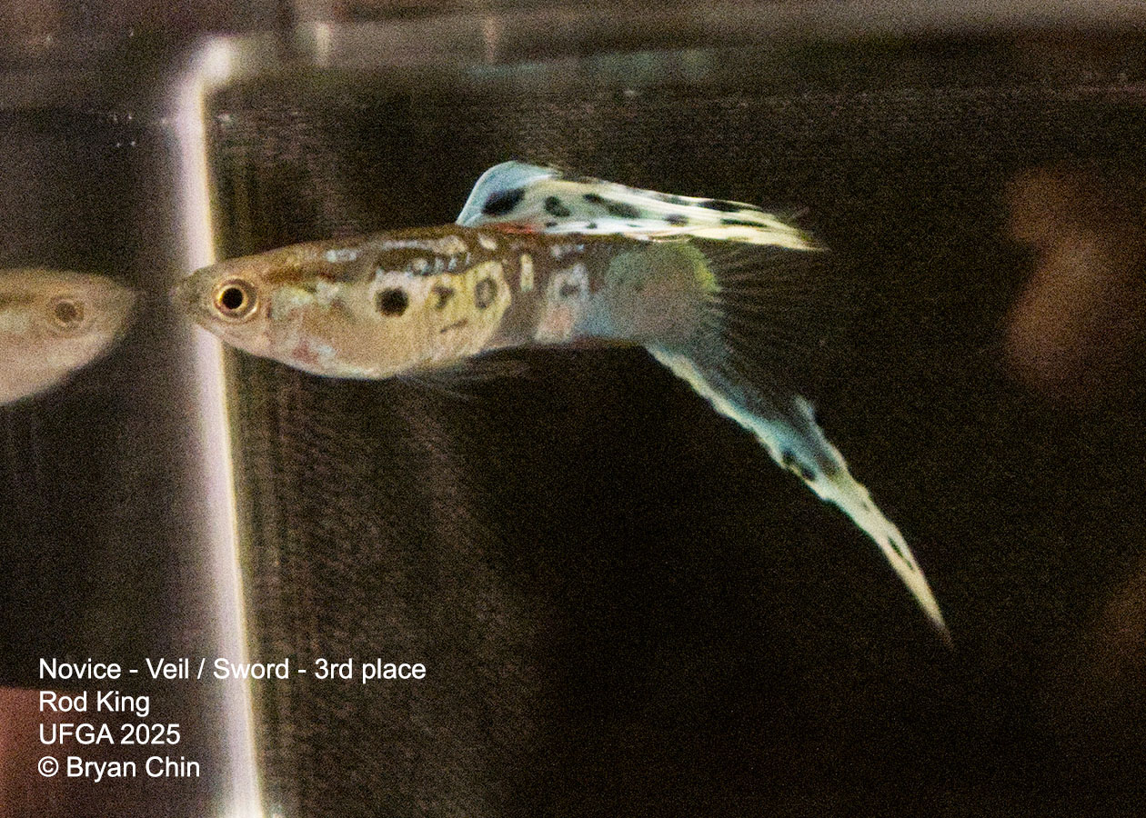 Guppy Novice Swordtail